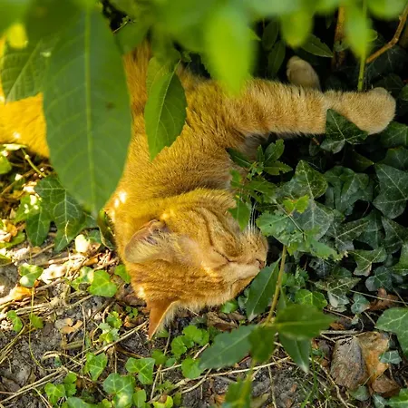 Διαμέρισμα Riedz Innsbruck- Zentrales Apartmenthaus Mit Gruener Oase *