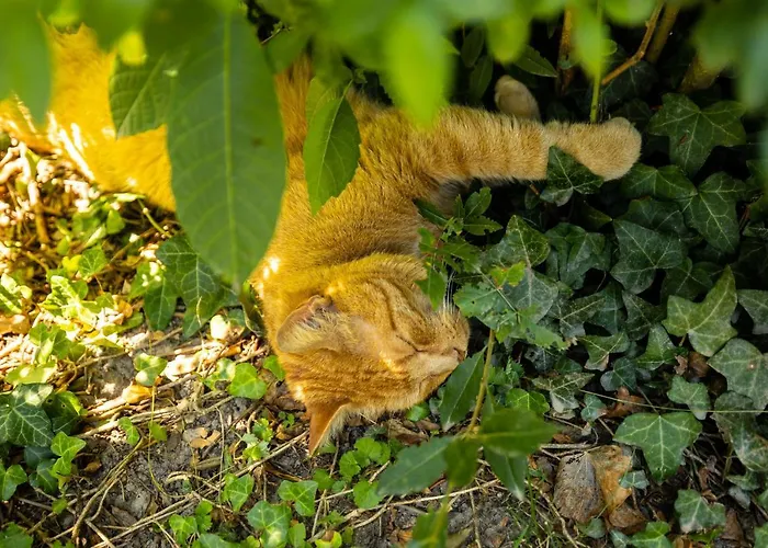 Apartment Riedz Innsbruck- Zentrales Apartmenthaus Mit Gruener Oase *